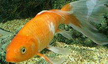 是谁吃了小金鱼？