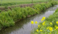 池塘里的怨恨声