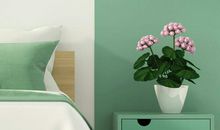 为心灵增添一分绿意