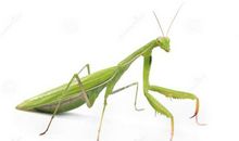 关于螳螂的作文