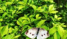 阳台上的微感动