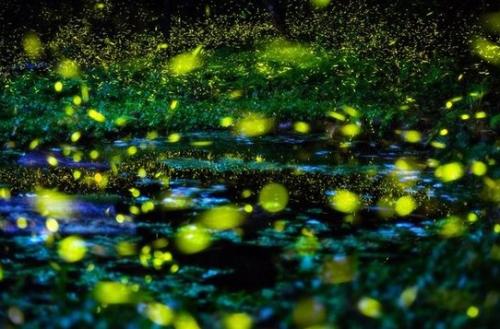 萤火虫历险记