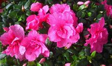 我喜欢的杜鹃花