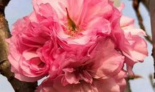 曾经错过的那瓣樱花