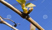 一片叶子里的微感动