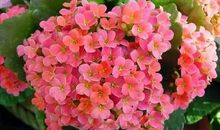 我喜欢的小植物