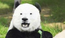 熊猫的黑眼圈不见了