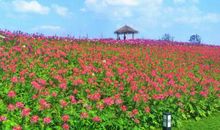 我给秋天点个赞