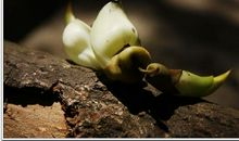 病树不怠哺新芽