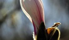 我听到花开的声音