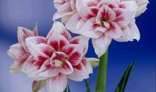 这也是一种芬芳