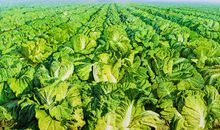 那片绿绿的菜地