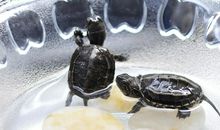 “乌龟小弟”来我家