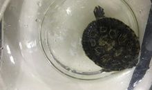 乌龟的观察日记