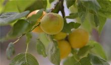 我爱家乡的杏树