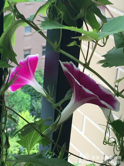 牵牛花盛开