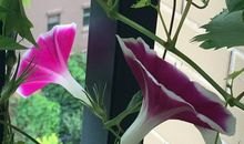 牵牛花儿朵朵开