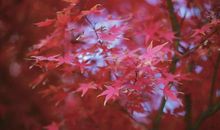 心头的一抹亮色