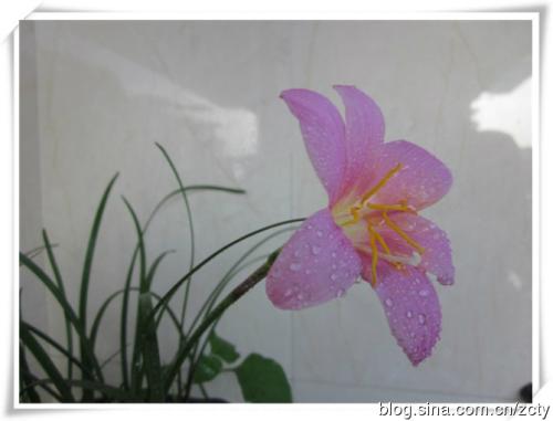 花开的那一刻