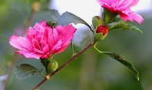 我听到了花绽放的声音