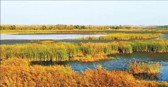 黄河湿地公园