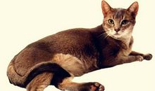 《狗·猫·鼠》读后感