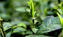 心中那一丝牵挂