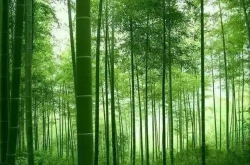 触动灵魂的竹子
