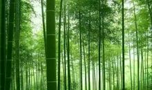 触动心灵的竹子