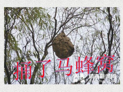 大黄蜂的巢