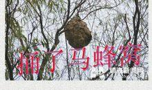 智取马蜂窝