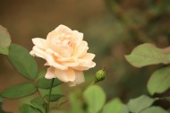 芬芳的月季花