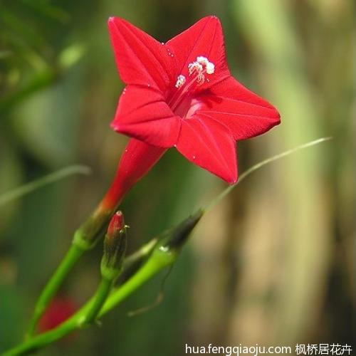 观察五星花