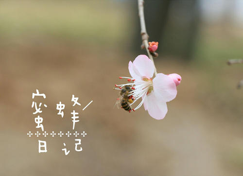 我听到母亲的爱盛开的声音
