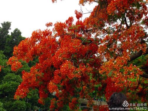 原来凤凰花还很美