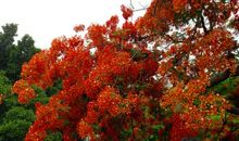 原来，凤凰花开依旧美丽