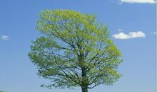 大树的真情告白