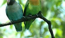 我家的小鹦鹉的作文