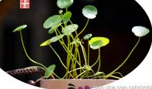 那个中午，芳香怡人