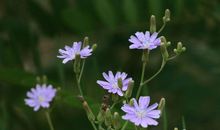 一花一叶总关情