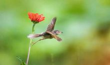 一只快乐的小鸟