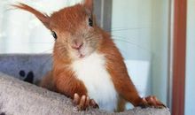 假如我是一只小小的松鼠