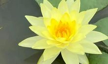 不期而遇的美悄然绽放