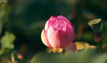 把生命活成花朵