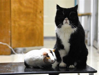 猫和老鼠和平相处