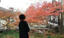 冬天梧桐叶笑了