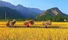 在田野上的童年