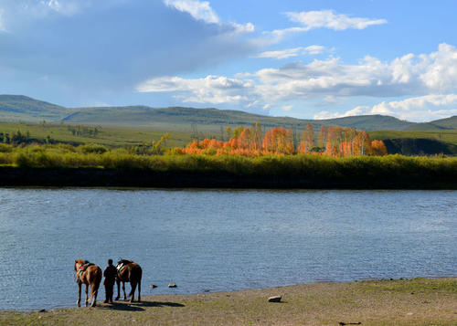 令人难忘的茂密的红树林