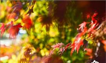 我是秋天的一缕风