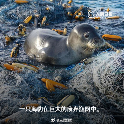 我听到海声在哭